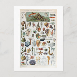 Vintage Mollusks Shells Postcard