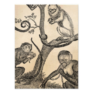 Vintage Monkey Illustration - 1800's Monkeys Photo Print