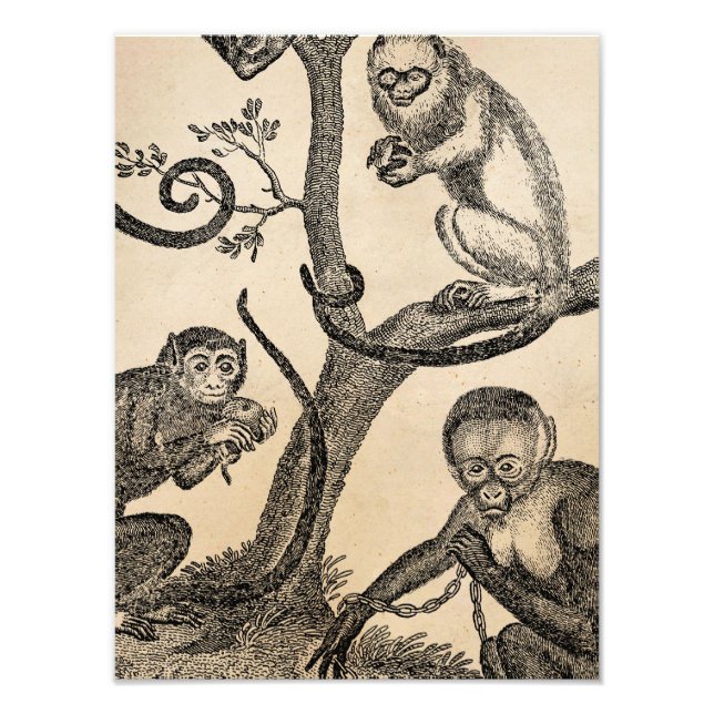 Vintage Monkey Illustration - 1800's Monkeys Photo Print (Front)