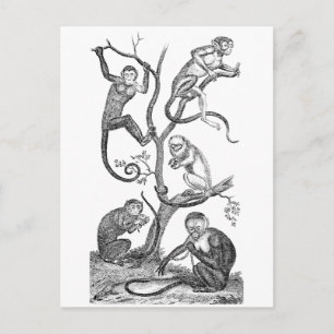 Vintage Monkey Illustration - 1800's Monkeys Postcard