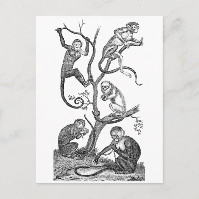 Vintage Monkey Illustration - 1800's Monkeys Postcard (Front)