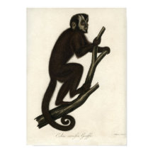 Vintage Monkey