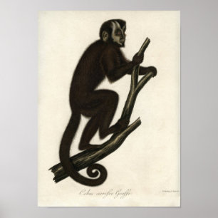 Vintage Monkey Poster