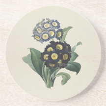 Vintage Moody Blue Auricula Primroses