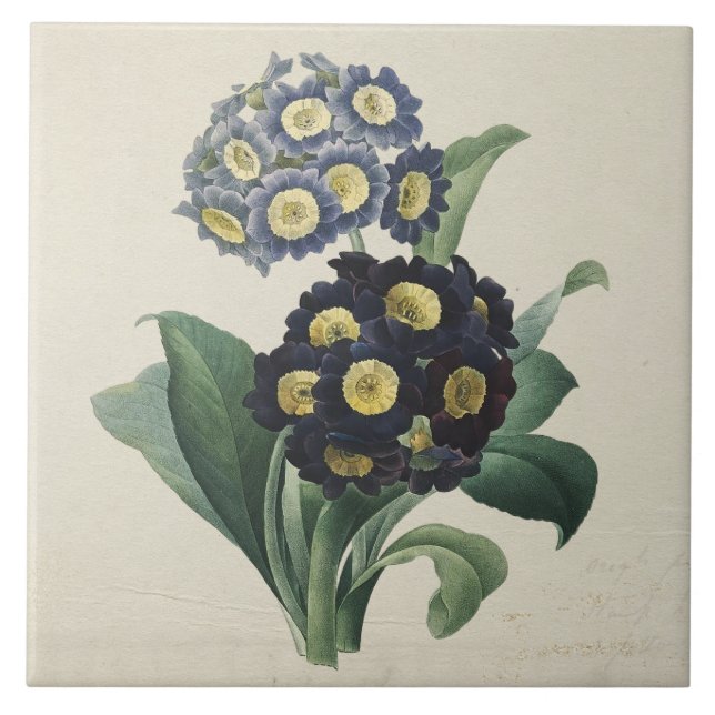 Vintage Moody Blue Auricula Primroses Tile (Front)