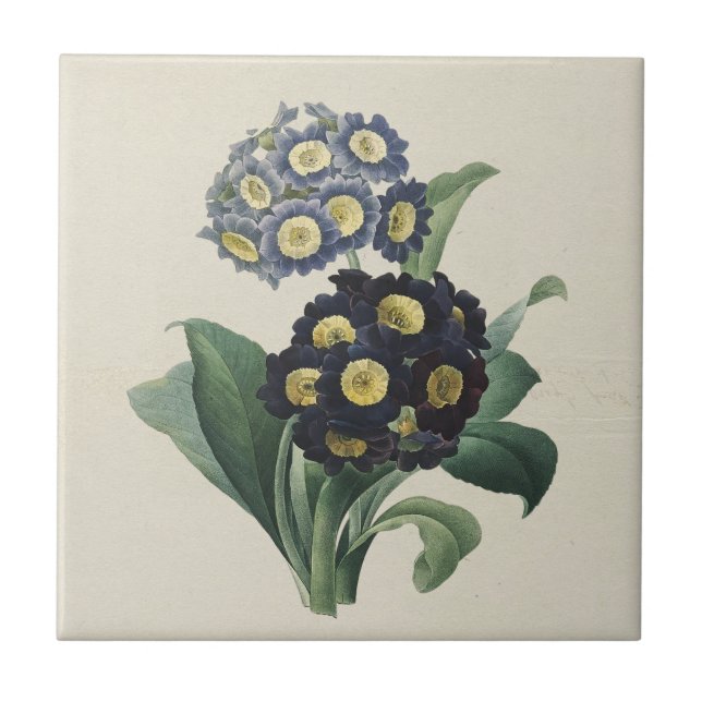 Vintage Moody Blue Auricula Primroses Tile (Front)