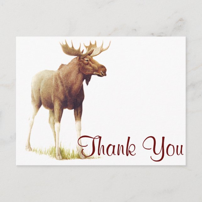 Vintage Moose Illustration, Animal Drawing Postcard (Front)