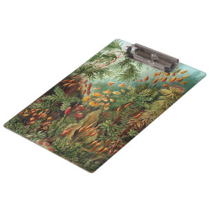 Vintage Moss Plants by Ernst Haeckel, Muscinae Clipboard