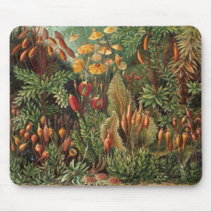 Vintage Moss Plants by Ernst Haeckel, Muscinae Mouse Mat
