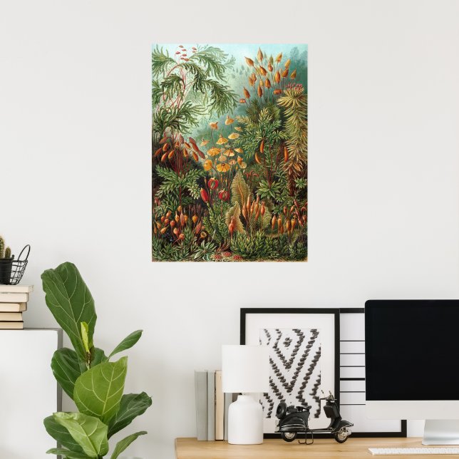 Vintage Moss Plants by Ernst Haeckel, Muscinae Poster (Home Office)