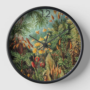 Vintage Moss Plants Muscinae by Ernst Haeckel   Clock