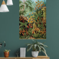Vintage Moss Plants Muscinae by Ernst Haeckel