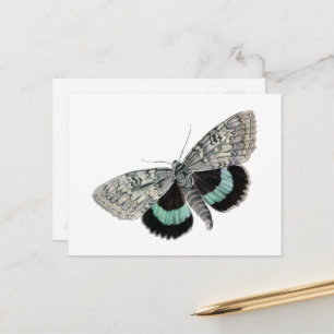 Vintage Moth Blue and Black Wings Antique Drawing Postcard