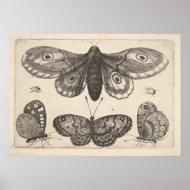 Vintage Moth Butterflies Lepidoptera Print (57) (Front)