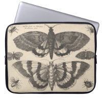 Vintage Moth Lepidoptera