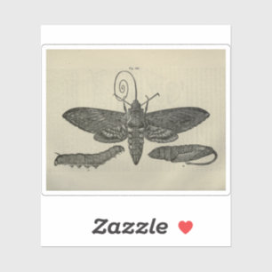 Vintage Moth Metamorphasis Print