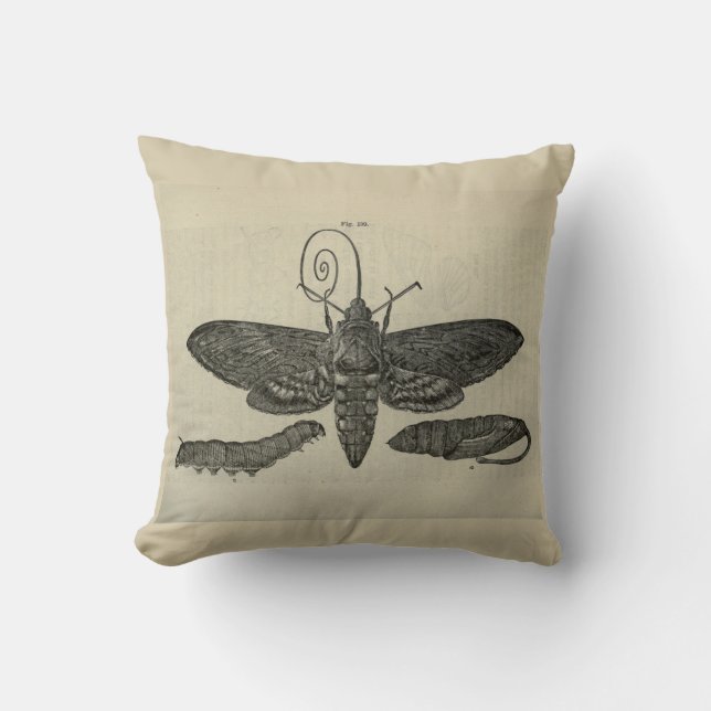 Vintage Moth Metamorphasis Print Cushion (Front)