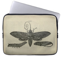 Vintage Moth Metamorphasis Print