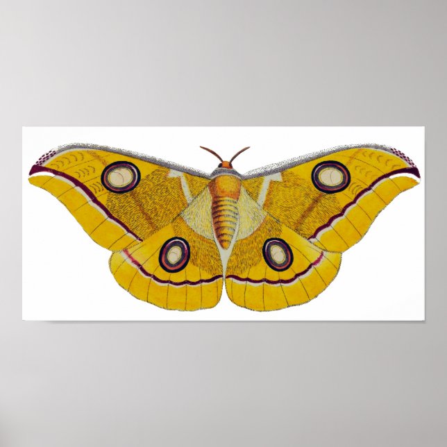 Vintage Moth Poster (Front)