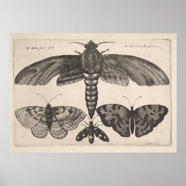 Vintage Moths Butterflies Lepidoptera Print (63) (Front)