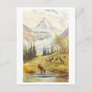Vintage Mount Assiniboine and Glacier, Canada Postcard