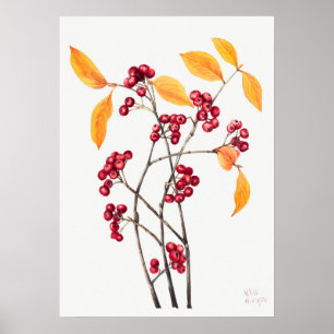 Vintage Mountain Ash Illustration Poster