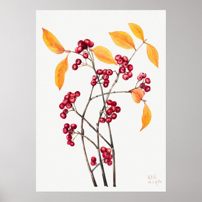 Vintage Mountain Ash Illustration Poster (Front)