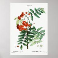 Vintage Mountain Ash Illustration