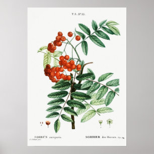 Vintage Mountain Ash Illustration Poster