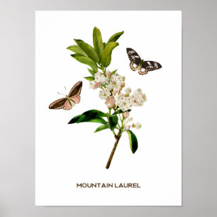 Vintage Mountain Laurel Botanical Poster