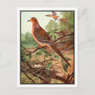 Vintage Mourning Dove - Robert Bruce Horsfall Postcard