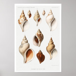 VINTAGE MULLOSCS  (FROM NORTHERN SEAS) POSTER