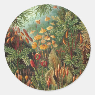 Vintage Muscinae, Moss Plants by Ernst Haeckel Classic Round Sticker