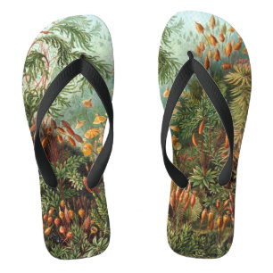 Vintage Muscinae, Moss Plants by Ernst Haeckel Flip Flops