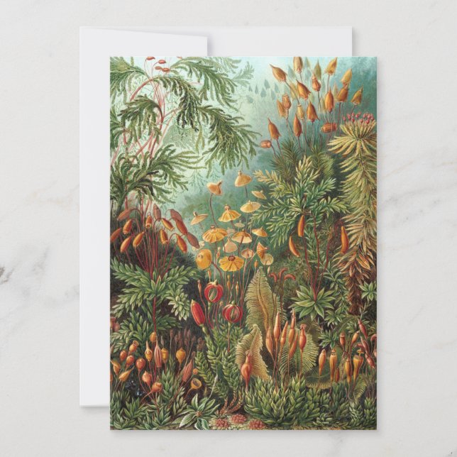 Vintage Muscinae, Moss Plants by Ernst Haeckel Invitation (Front)