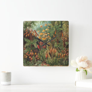 Vintage Muscinae, Moss Plants by Ernst Haeckel Square Wall Clock