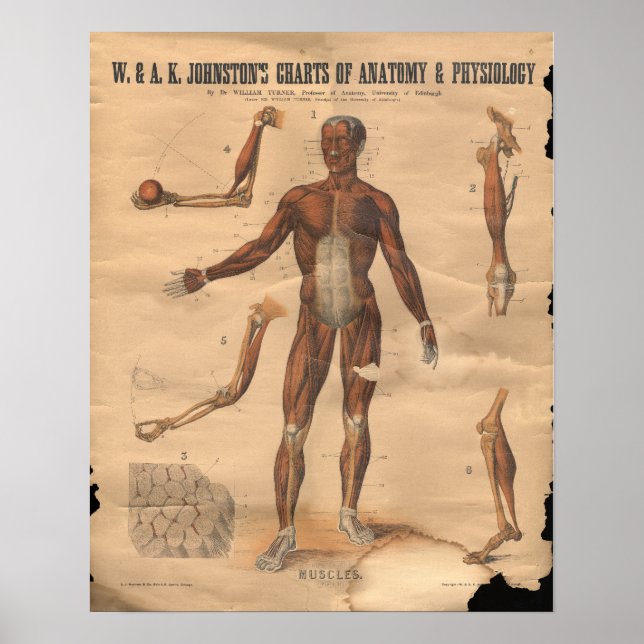 Vintage Muscles Anatomy Chart 1906 (Front)