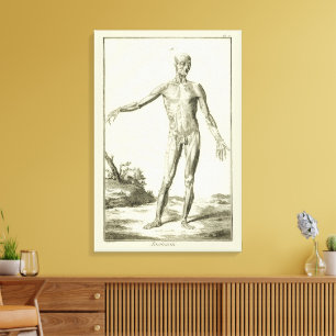 Vintage Muscles, Human Anatomy by Denis Diderot Canvas Print