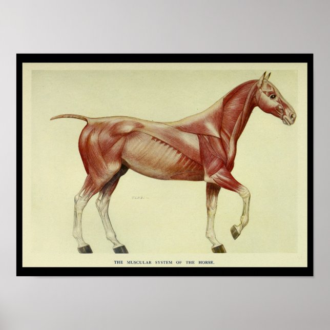 Vintage Muscles of the Horse Anatomy Print (Front)