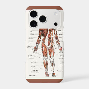 Vintage Muscular Circulatory System Diagram