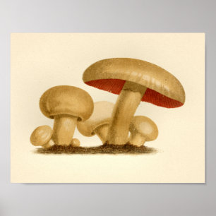 Vintage Mushroom 1861 Art Print Yellow Red