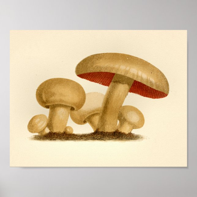 Vintage Mushroom 1861 Art Print Yellow Red (Front)