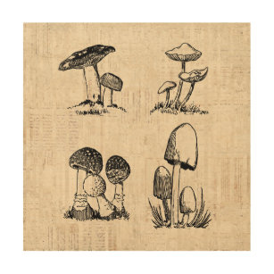 Vintage Mushroom Art Illustration