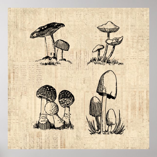 Vintage Mushroom Art Illustration Poster (Front)