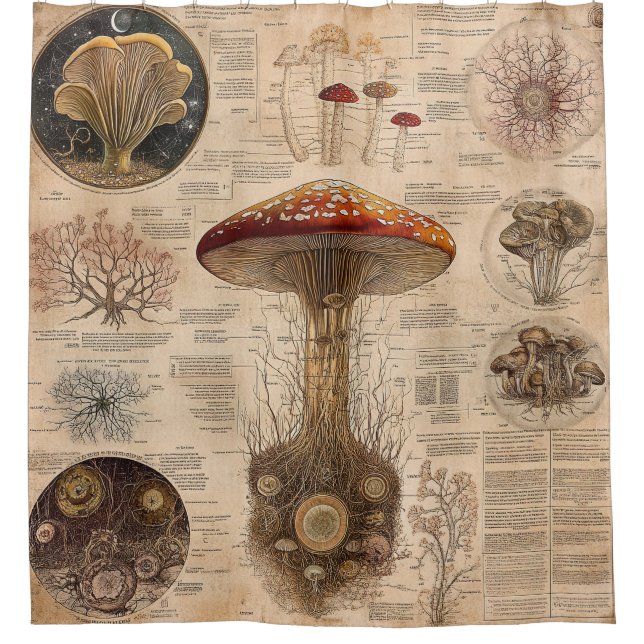 Vintage Mushroom Botanical Chart (2) Shower Curtain (Front)