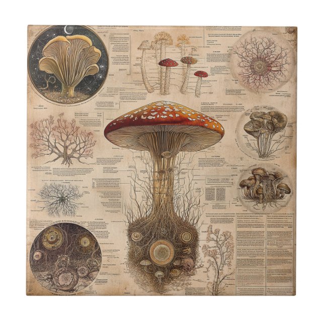 Vintage Mushroom Botanical Chart (2) Tile (Front)
