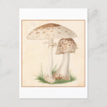 Vintage Mushroom Botanical Illustration Postcard