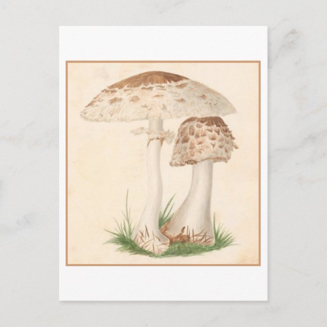 Vintage Mushroom Botanical Illustration Postcard (Front)
