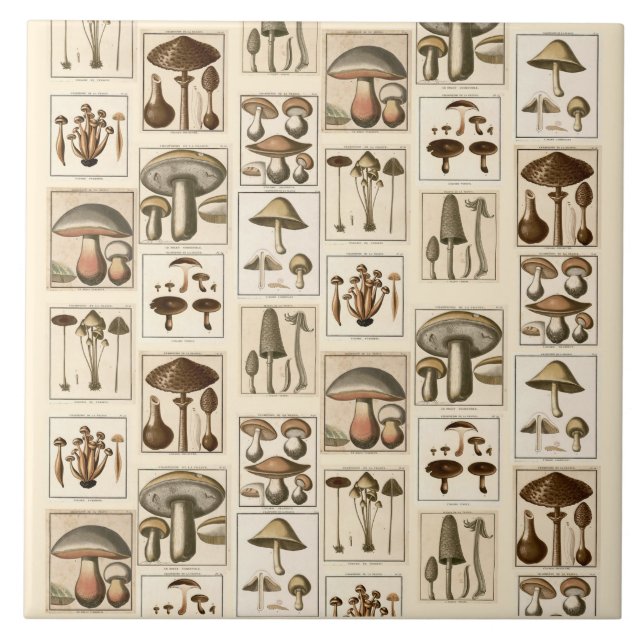 Vintage Mushroom Botanical Prints Trivet (Front)