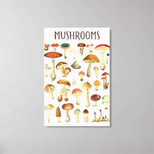 Vintage Mushroom Chart Canvas Print